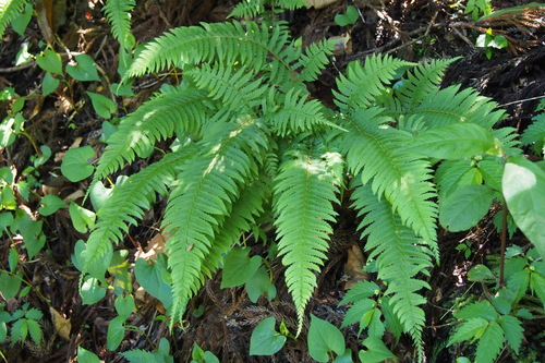 Polystichum tripteron — photo