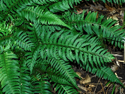 Polystichum tripteron