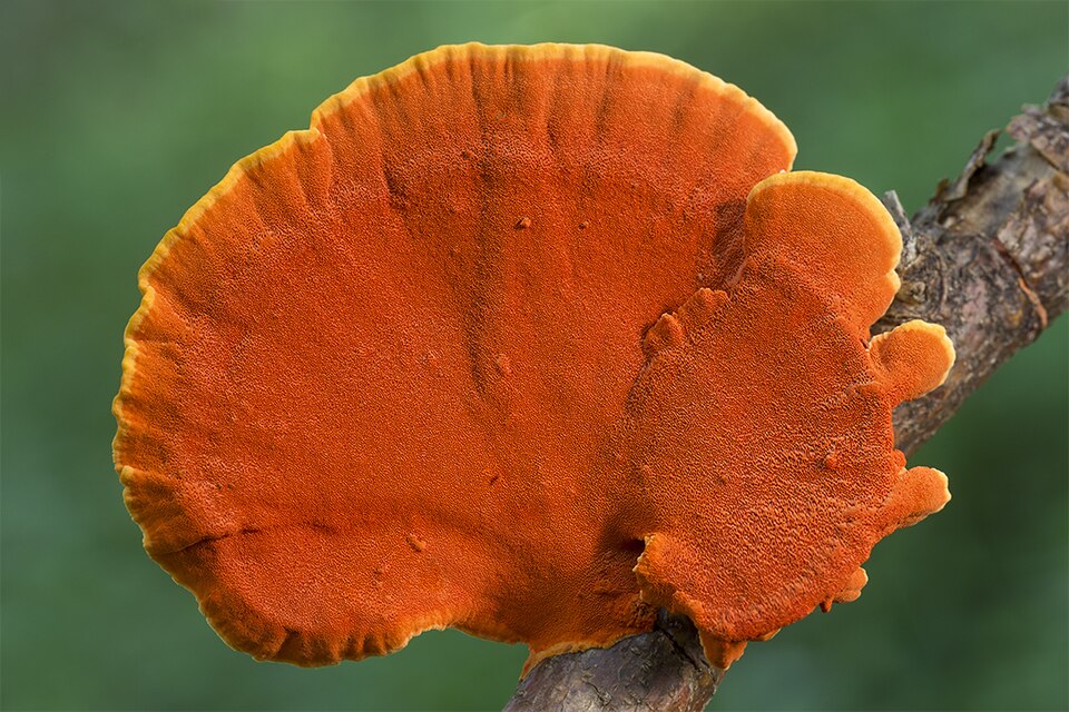 Polystictus sanguineus