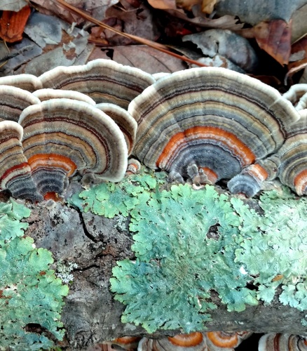 Polystictus versicolor — photo