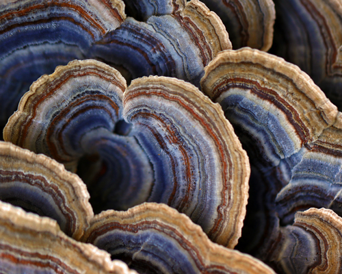 Polystictus versicolor — photo