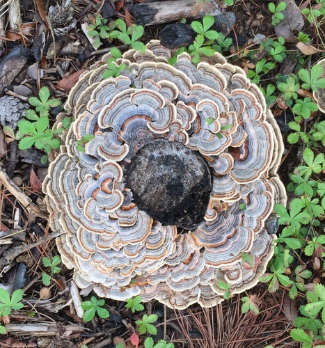 Polystictus versicolor