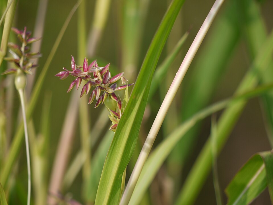 Polytoca gigantea (Wild adlay) — photo