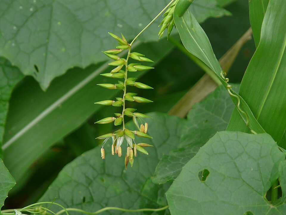 Polytoca gigantea