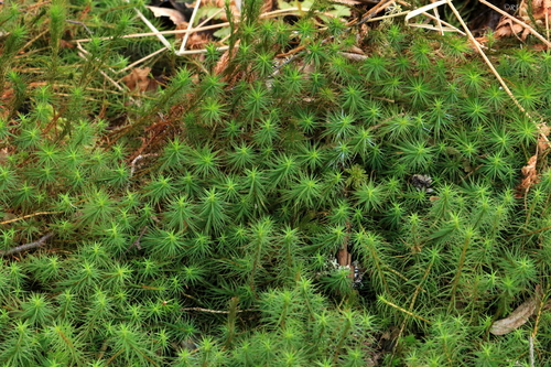 Polytrichum commune (Common haircap moss) — photo
