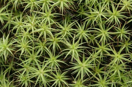 Polytrichum commune (Common haircap moss) — photo