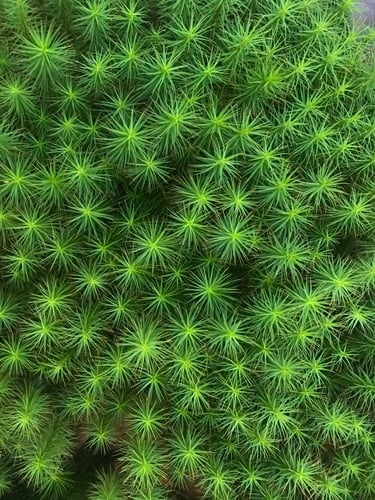 Polytrichaceae