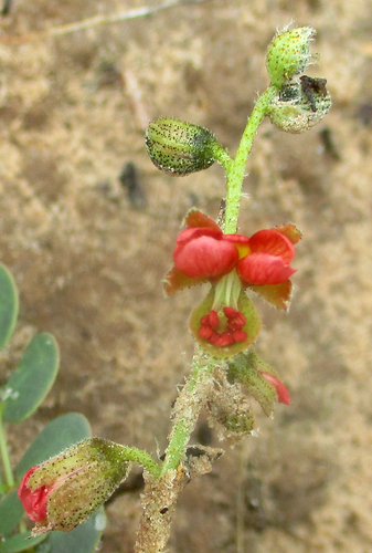 Pomaria burchellii — photo