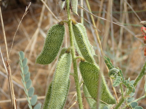 Pomaria burchellii — photo