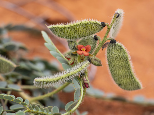 Pomaria burchellii