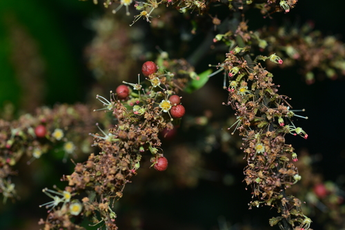 Pometia pinnata (Ton) — photo
