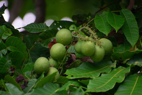 Pometia pinnata fo. glabra (Fijian longan) — photo