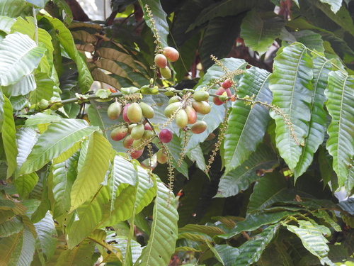 Pometia pinnata fo. glabra