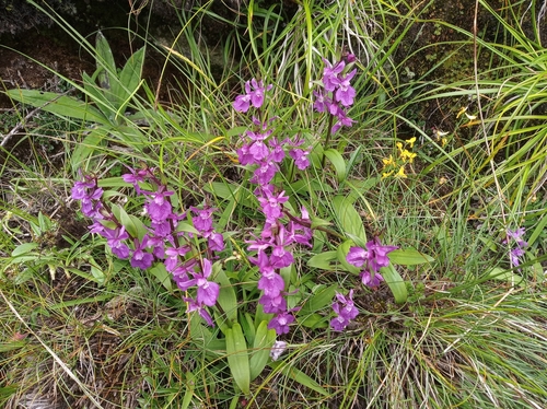 Ponerorchis chusua — photo