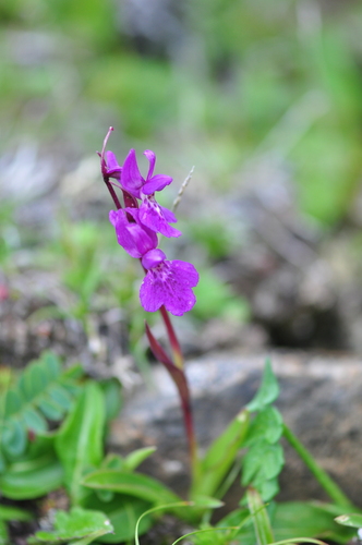 Ponerorchis chusua — photo