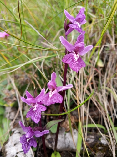 Ponerorchis chusua