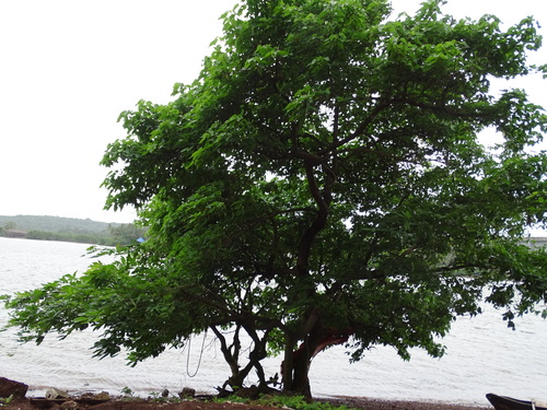 Pongamia pinnata (Beach walnut) — photo