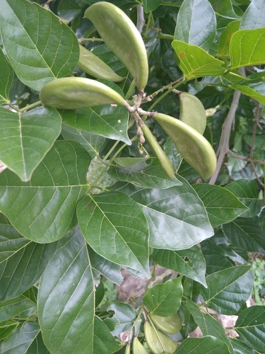 Pongamia pinnata (Beach walnut) — photo