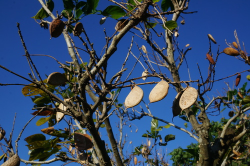 Pongamia pinnata