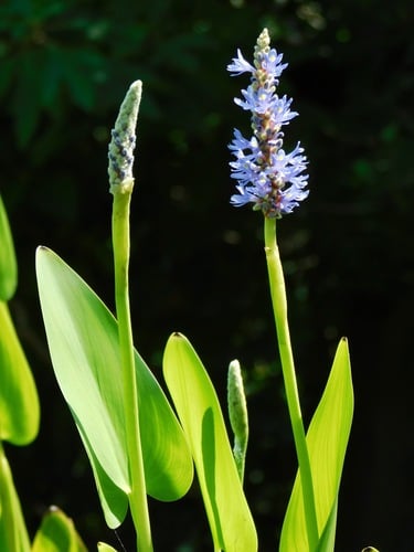 Pontederia cordata (Pickerelweed) — photo