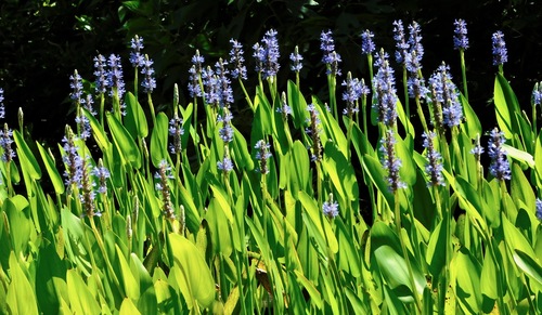 Pontederia cordata (Pickerelweed) — photo