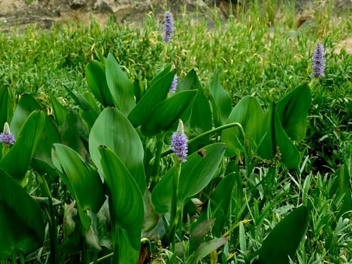 Pontederia cordata