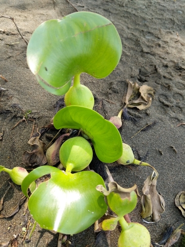 Pontederia crassipes (Water hyacinth) — photo