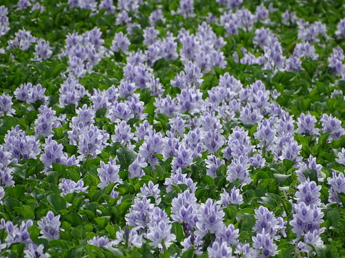 Pontederia crassipes (Water hyacinth) — photo