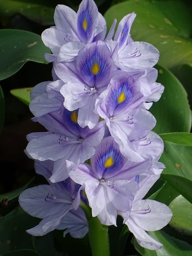Pontederiaceae