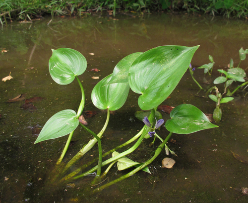 Pontederia vaginalis — photo