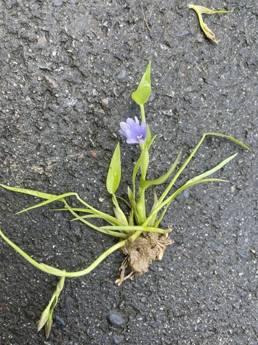 Pontederia vaginalis — photo
