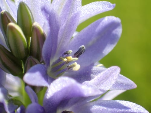 Pontederia vaginalis