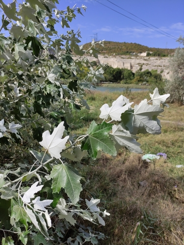 Populus alba (Silver poplar) — photo