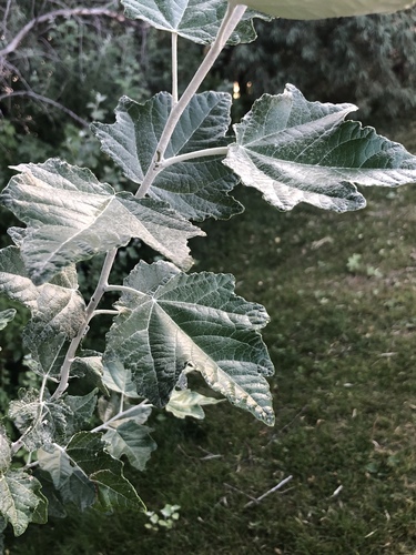 Populus alba (Silver poplar) — photo