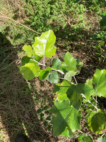 Populus alba