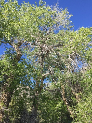 Populus angustifolia (Narrowleaf cottonwood) — photo