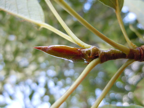 Populus angustifolia (Narrowleaf cottonwood) — photo