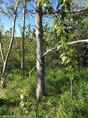 Populus balsamifera (Balsam Poplar) — photo