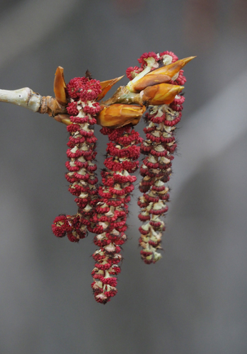 Populus balsamifera (Balsam Poplar) — photo
