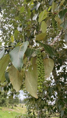 Populus balsamifera