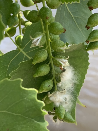 Populus deltoides (Eastern cottonwood) — photo