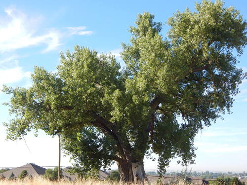 Populus deltoides (Eastern cottonwood) — photo