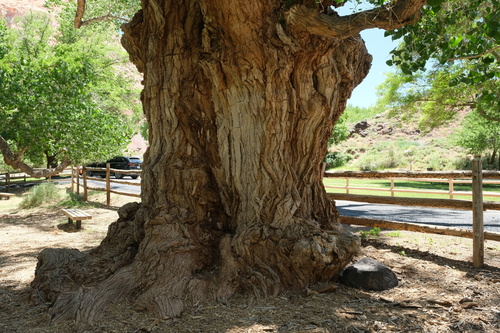Populus fremontii (Fremot's cottonwood) — photo