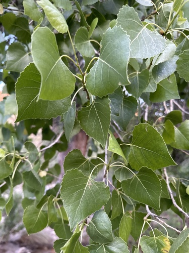 Populus fremontii (Fremot's cottonwood) — photo