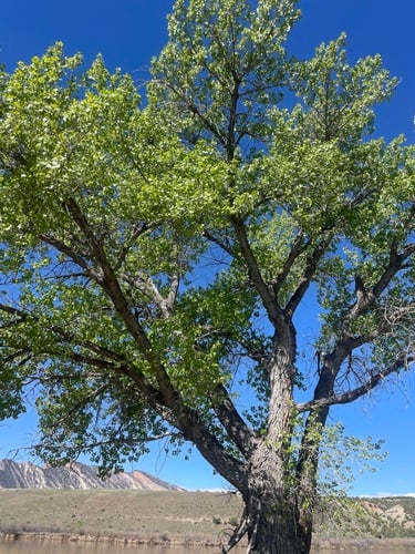 Populus fremontii