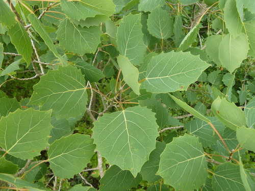 Populus grandidentata (Bigtooth Aspen) — photo