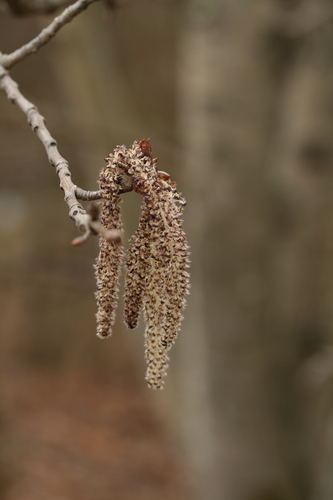Populus grandidentata (Bigtooth Aspen) — photo
