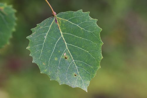 Populus grandidentata