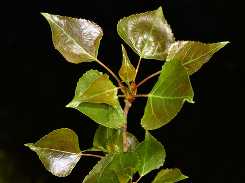 Populus nigra (Black poplar) — photo