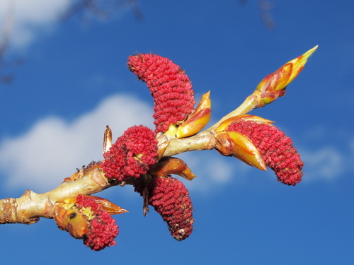 Populus nigra (Black poplar) — photo